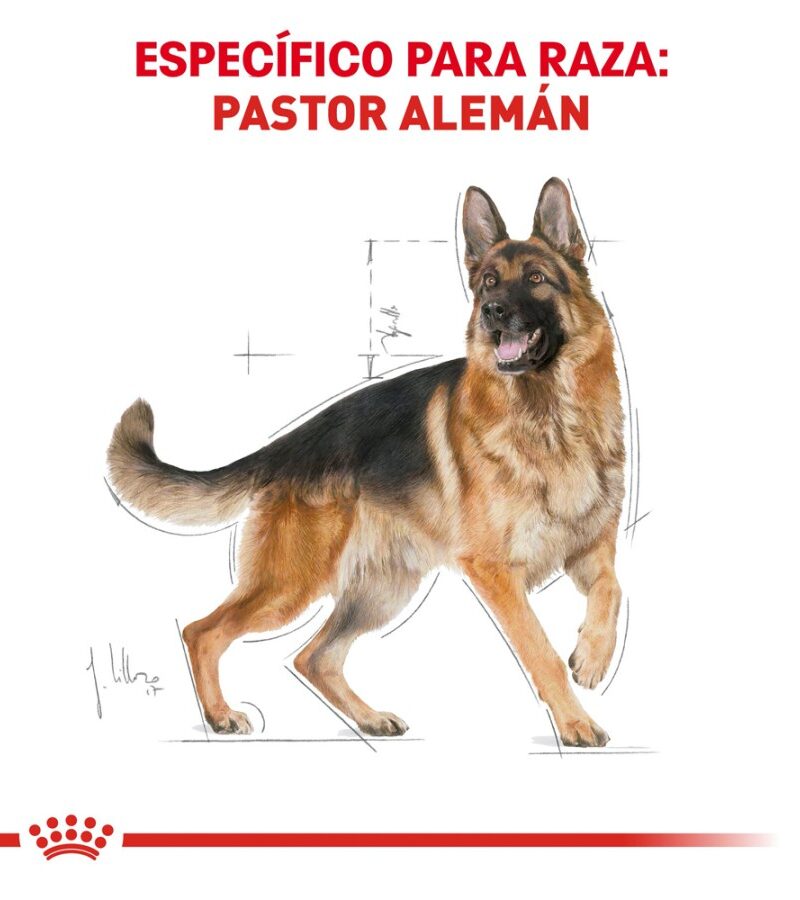 Royal Canin Adulto Pastor Alemán, 13.6 kg - Imagen 6