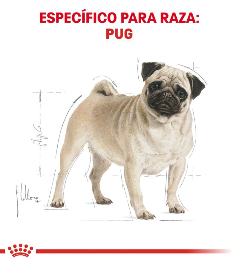 Royal Canin Adulto Pug 1.1 kg - Imagen 4