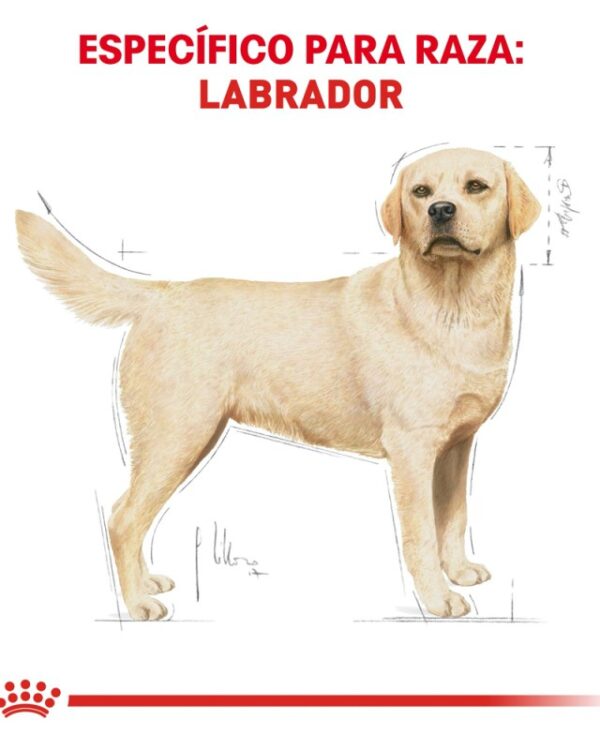 Royal Canin Adulto Raza Labrador Retriever, 13.6 kg - Imagen 2