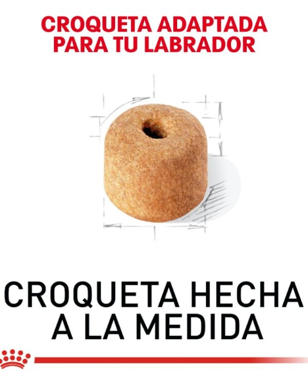 Royal Canin Adulto Raza Labrador Retriever, 13.6 kg - Imagen 4