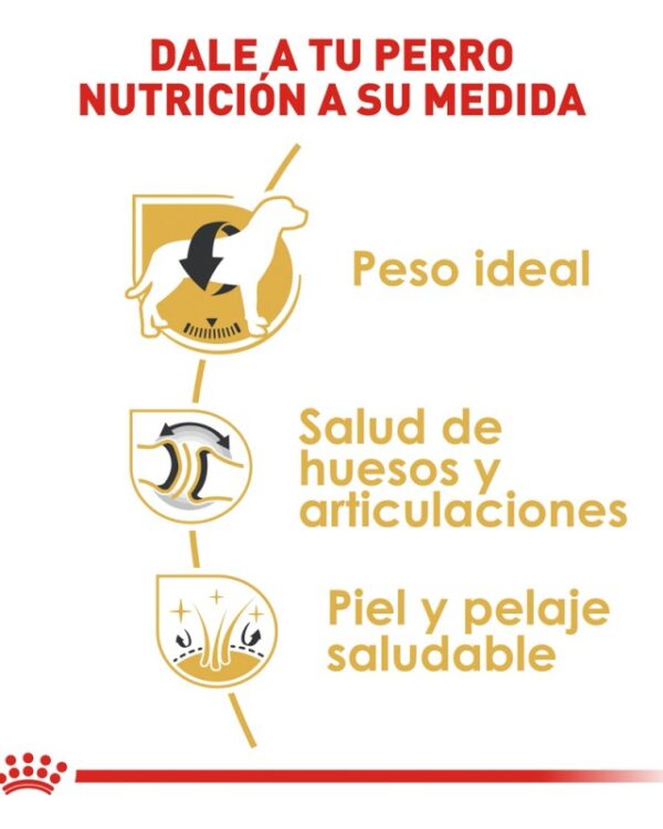 Royal Canin Adulto Raza Labrador Retriever, 13.6 kg - Imagen 6