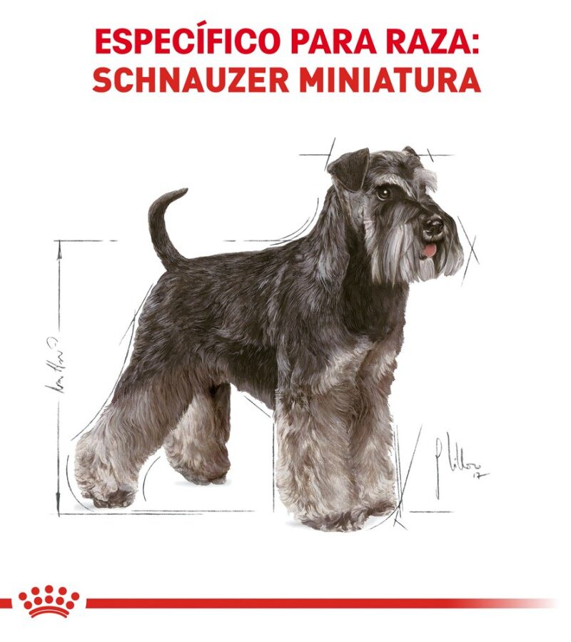 Royal Canin Adulto Raza Schnauzer Miniatura, 4.5 kg - Imagen 2