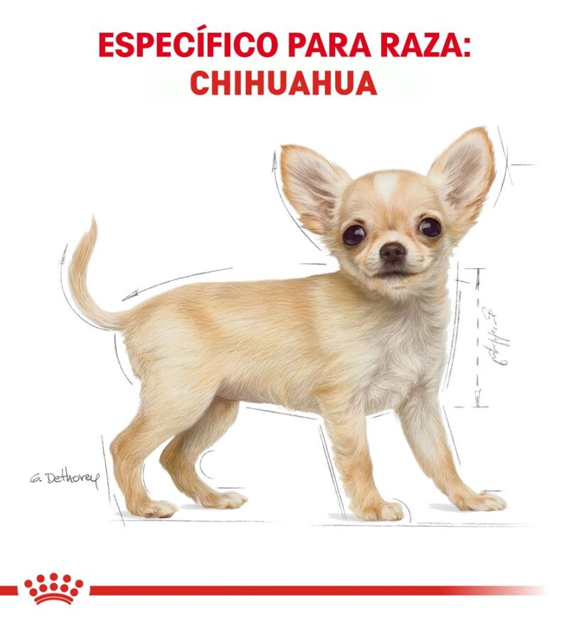 Royal Canin Cachorro Raza Chihuahua, 1.1 kg - Imagen 6