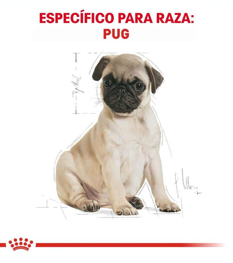 Royal Canin Cachorro Raza Pug, 1.1 kg - Imagen 7