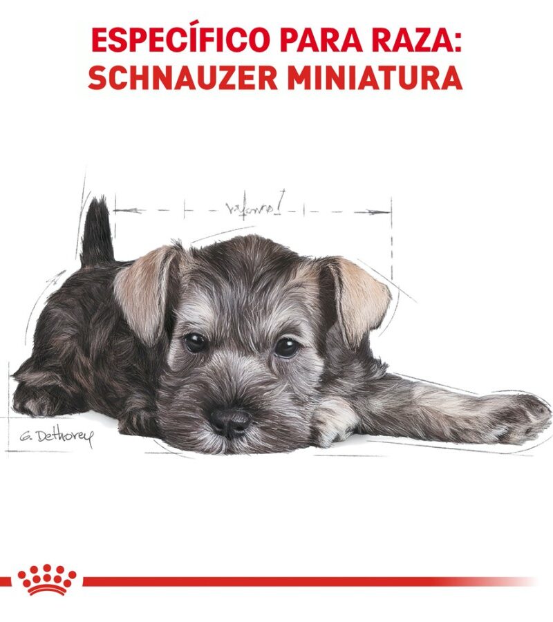 Royal Canin Cachorro Raza Schnauzer Miniatura, 1.1 kg - Imagen 2