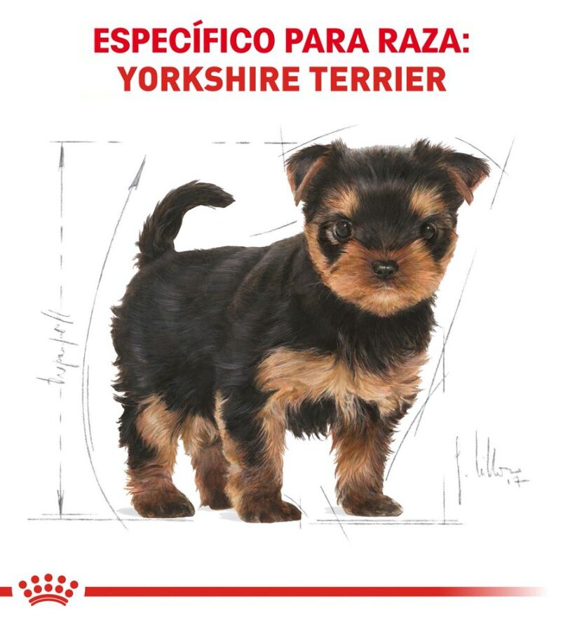 Royal Canin Cachorro Yorkshire Terrier, 1.1 kg - Imagen 8