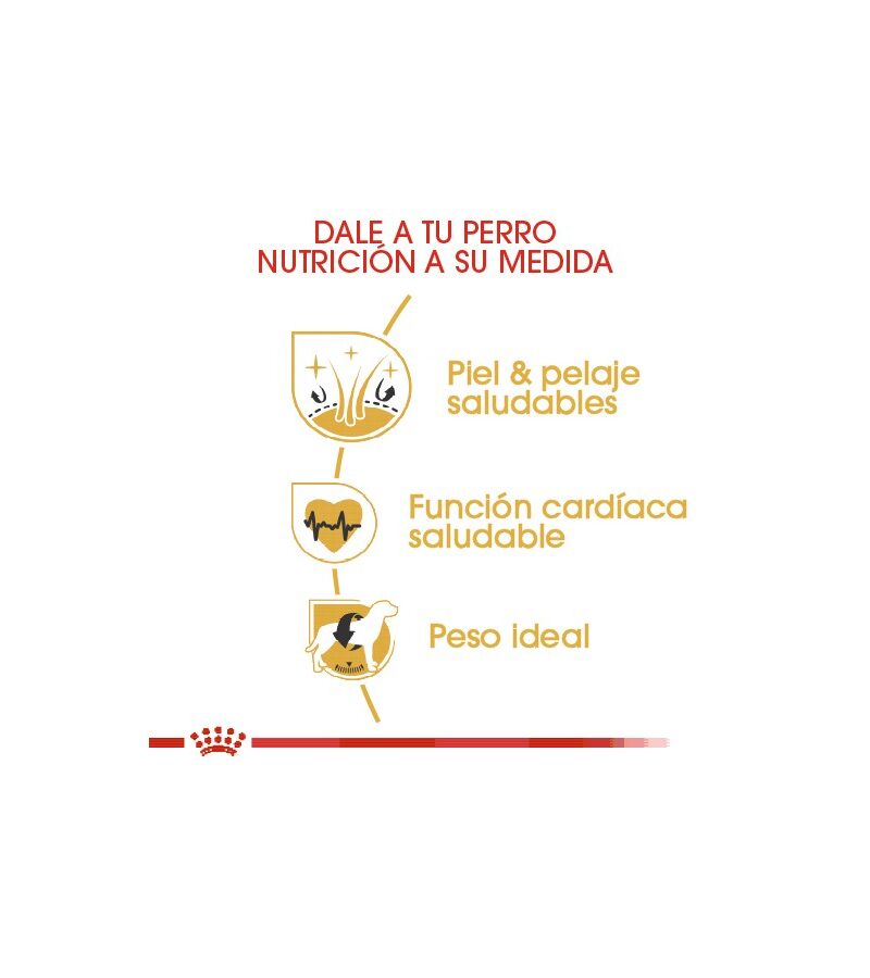 Royal Canin Golden Retriever Adulto 13.6 kg - Imagen 3