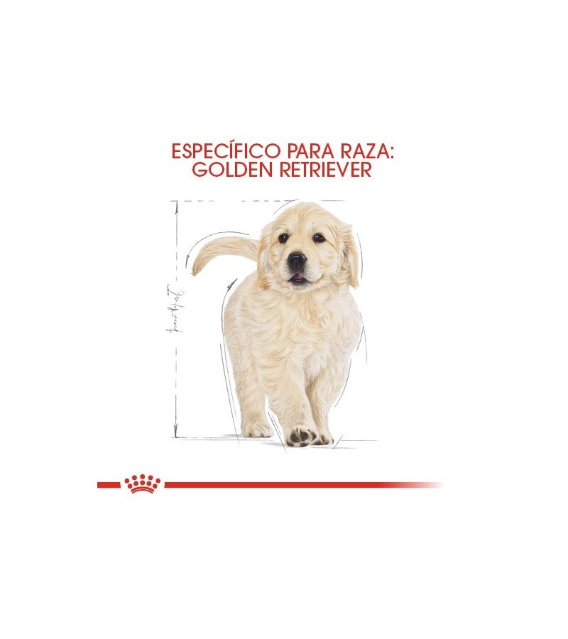 Royal Canin Golden Retriever Puppy 13.6 kg - Imagen 5