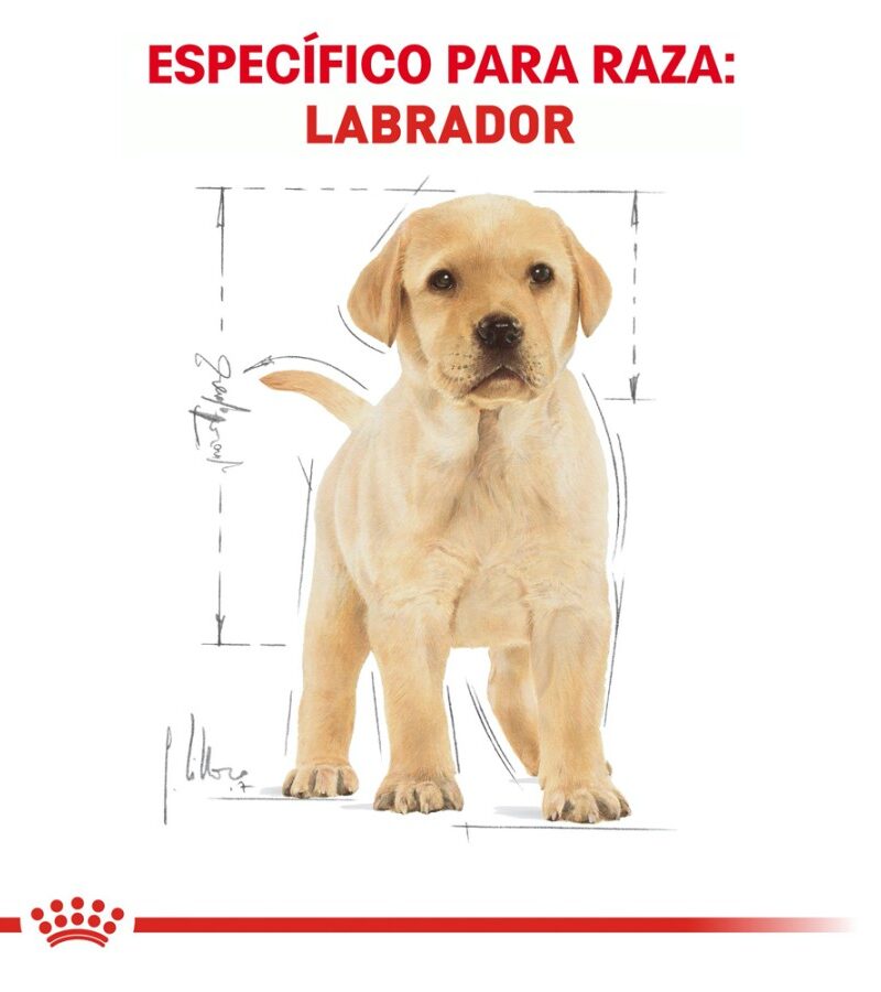 Royal Canin Labrador Retriever Cachorro 13.6 kg - Imagen 5