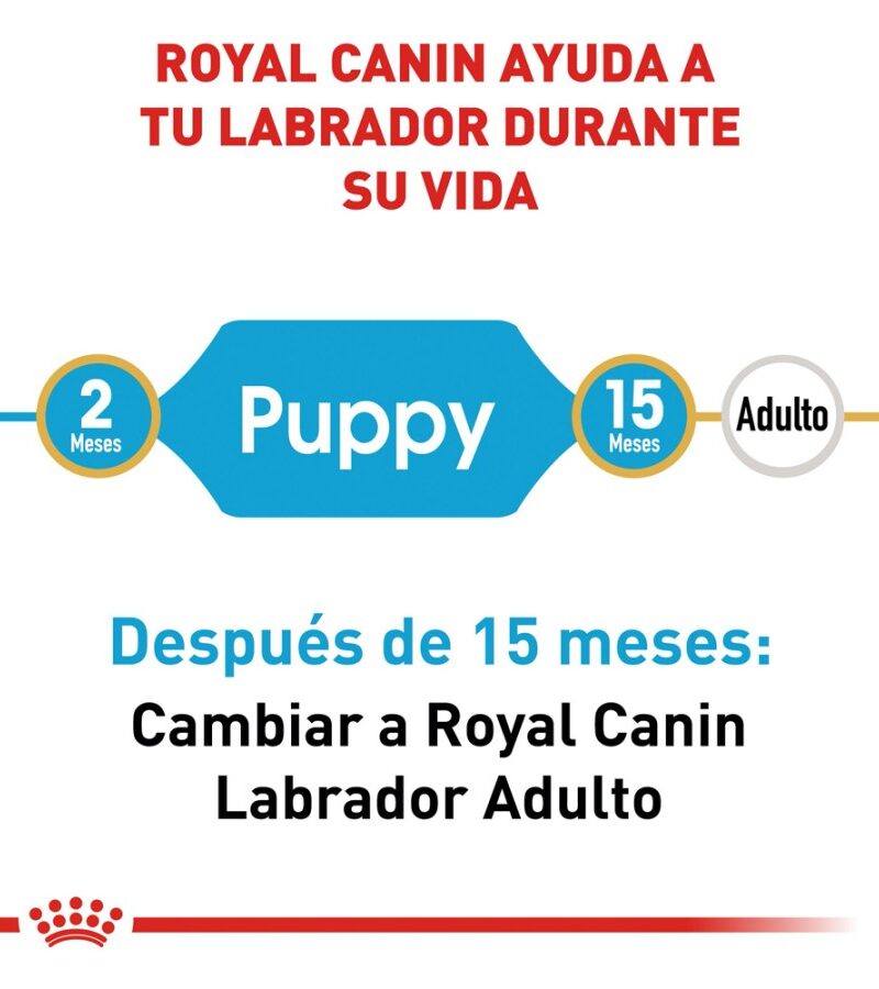 Royal Canin Labrador Retriever Cachorro 13.6 kg - Imagen 6