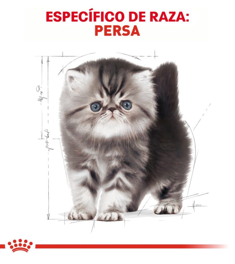 Royal Canin Gatito Persa Receta Pollo, 1.3 kg - Imagen 4